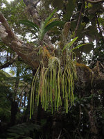 Huperzia (Lycopodium) ophioglossoides, epiphytic habit, Belouve, La Reunion
