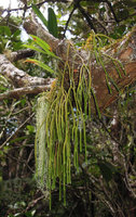 Huperzia (Lycopodium) ophioglossoides, short sterile and long fertile parts, Belouve, La Reunion