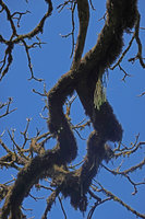 Huperzia ophioglossoides epiphytic on mossy deciduous branches of Astropanax (syn. Schefflera) abyssinicus branch, Harenna forest, 2300 m asl, Bale NP, Ethiopia