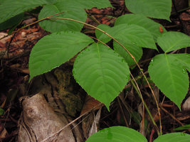 Hydathodes secreting water at the leaf edges of Ampelocissus elegans, Gunung Ledang, Johore, Malaysia