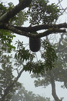 Hydnophytum grandiflorum, Des Voeux peak, Taveuni, Fiji, Aug. 2016