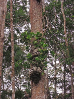 Hydnophytum radicans along a Gymnostoma (syn. Casuarina) papuanum trunk, Varirata NP, Papua New Guinea