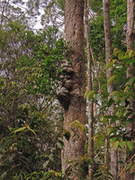 Hydnophytum radicans roots anchoring the tubers to the Gymnostoma (syn. Casuarina) papuanum trunk, Varirata NP, Papua New Guinea