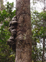 Hydnophytum sp, roots anchoring the tubers to the trunk, Varirata NP, Papua New Guinea