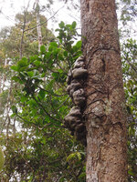Hydnophytum sp., Varirata NP, Papua New Guinea