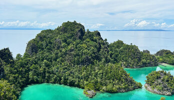 Hydriastele procera on higher forested slopes and riges and Pandanus dubius with shiny light green leaves in lower parts of these karst outcrops, Fam Islands, Raja Ampat, West Papua 