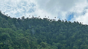 Hydriastele procera, mostly abundant on ridge top of forest on karst, Waigeo, Raja Ampat, West Papua