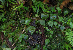 Hydrocotyle acutifolia, leaves, Manu NP 2000 m, Peru