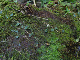 Hydrocotyle acutifolia, Manu NP 2000 m, Peru