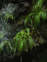 Hydrostachys angustisecta, deeply dissected leaves, Prince Bernhard waterfall, Udzungwa NP, Tanzania