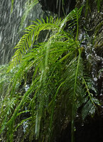 Hydrostachys angustisecta, deeply dissected leaves under water spray, Prince Bernhard waterfall, Udzungwa NP, Tanzania