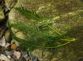 Hydrostachys angustisecta, leaves, Prince Bernhard waterfall, Udzungwa NP, Tanzania
