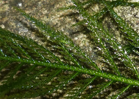 Hydrostachys angustisecta, part of the divided leaf, Prince Bernhard waterfall, Udzungwa NP, Tanzania