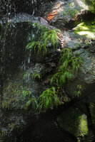 Hydrostachys angustisecta, population emersed on vertical cliff, receiving continuous water spray, Prince Bernhard waterfall, Udzungwa NP, Tanzania