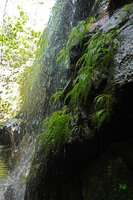 Hydrostachys angustisecta population on shaded vertical cliff receiving continuously the water spray, Prince Bernhard waterfall, Udzungwa NP, Tanzania