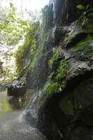 Hydrostachys angustisecta, population under the spray, Prince Bernhard waterfall, Udzungwa NP, Tanzania