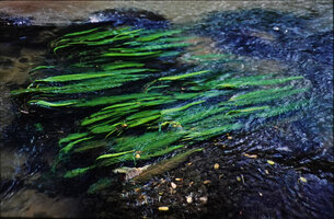 Hydrostachys cf. imbricata in rheophytic habitat, Ranomafana, Madagascar