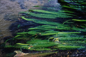 Hydrostachys cf. imbricata, Ranomafana, Madagascar