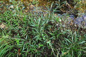 Hygrophila costata and Phyllanthus liebmannianus as emersed rheophytes among pebbles on the banks of their fast flowing stream habitat, San Ignacio, Belize