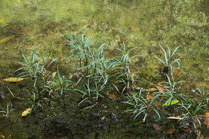 Hygrophila costata as a partly emersed rheophyte in its fast flowing stream habitat, San Ignacio, Belize