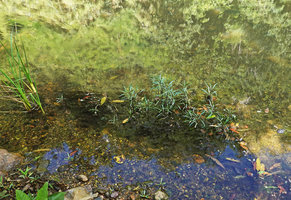 Hygrophila costata in its fast flowing stream habitat, San Ignacio, Belize