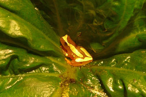 Hyla leucophyllata on a Monophyllaea macrocotyledon