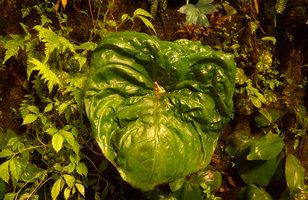 Hyla leucophyllata on Monophyllaea