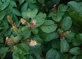Hymenodictyon parvifolium as a creeping shrub at forest edge, Paranawe, Rukwa, 1500 m asl, Tanzania