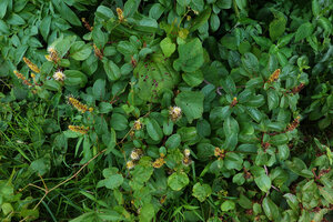 Hymenodictyon parvifolium as a low shrub at forest edge, Paranawe, Rukwa, 1500 m asl, Tanzania