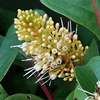 Hymenodictyon parvifolium, flowers with long style emerging from the tubular corolla, Paranawe, Rukwa, 1500 m asl, Tanzania