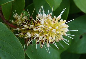 Hymenodictyon parvifolium , inflorescence, each flower with long excerted style, Paranawe, Rukwa, 1500 m asl, Tanzania