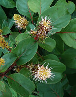 Hymenodictyon parvifolium, inflorescences, Paranawe, Rukwa, 1500 m asl, Tanzania