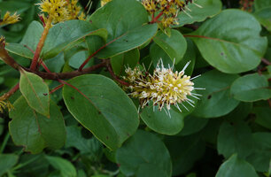 Hymenodictyon parvifolium , opposite leaves and inflorescence, Paranawe, Rukwa, 1500 m asl, Tanzania