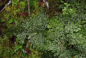 Hymenophyllum reinwardtii with characteristic winged undulate rachis and pinnules, Tari, 2000 m asl, Hela, Papua New Guinea