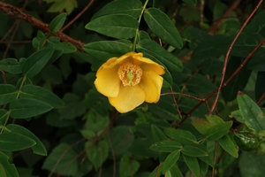 Hypericum hookerianum, Doi Inthanon NP, 2500 m asl, Thailand