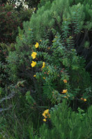 Hypericum leschenaultii along the Bromo crater ridge, Bromo Tengger Semeru NP, Java