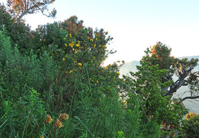 Hypericum leschenaultii and Vaccinium varingiaefolium at sunrise along the Bromo crater ridge, Bromo Tengger Semeru NP, Java