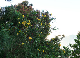 Hypericum leschenaultii at sunrise along the Bromo crater ridge, Bromo Tengger Semeru NP, Java
