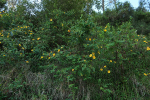 Hypericum leschenaultii population, Bromo Tengger Semeru NP, Java