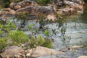 Hypericum terrae-firmae and Augusta rivalis as rheophytic shrubs, Mountain Pine Ridge Reserve, Belize