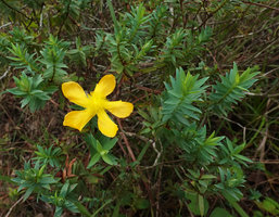 Hypericum terrae-firmae, Mountain Pine Ridge Reserve, Belize