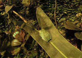 Hyperolius tree frog resting on a Philodendron billietae leaf