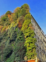 Hypolepis dicksonioides perfectly evergreen during winter, Oasis d'Aboukir, Feb. 2025