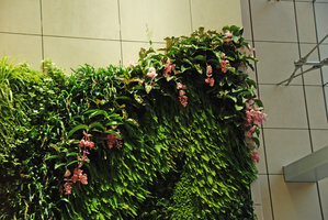Icon Hotel Vertical Garden, blooming Medinilla magnifica, Hong Kong