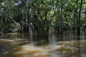 Igapo forest, Manaos, Amazonas, Brazil