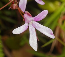 Impatiens acaulis, a plant with pale pink flowers and narrow lobes, Fishing Hut, Maskeliya, Sri Lanka