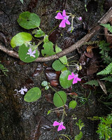 Impatiens acaulis, flowers, Fishing Hut, Maskeliya, Sri Lanka
