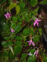 Impatiens acaulis, flowers with characteristic long spur, Fishing Hut, Maskeliya, Sri Lanka