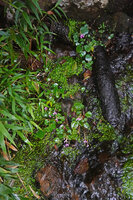 Impatiens acaulis, population among mosses and hepatics on a permanently seeîng rock, Fishing Hut, Maskeliya, Sri Lanka