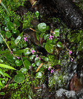 Impatiens acaulis, population of small individuals on a vertical permanently seeping rock, Fishing Hut, Maskeliya, Sri Lanka